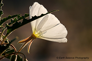 Flowers images