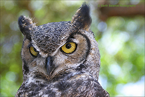 Wildlife images